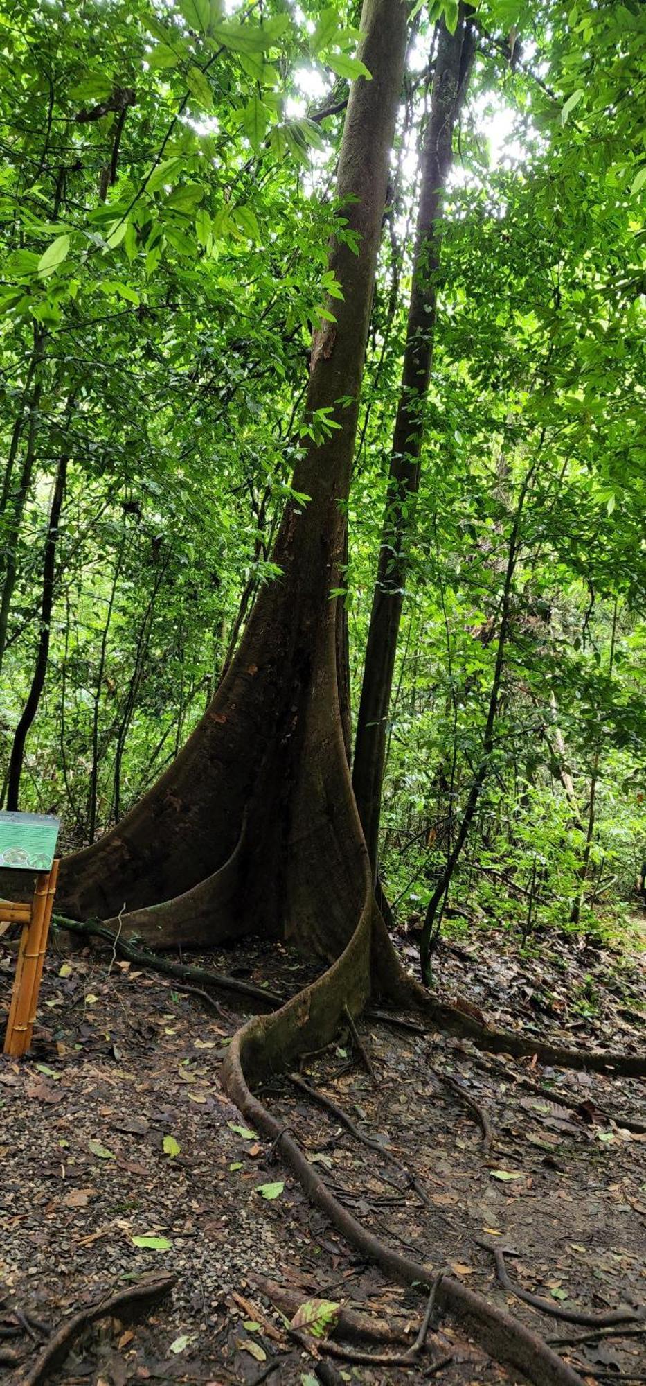 Bed and Breakfast Khaosok Happy House Khao Sok National Park Екстер'єр фото
